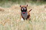 STAFFIE 131